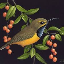 Splendid Wren By Lyn Cooke In 2020 Bird Drawings Bird Art Bird Illustration