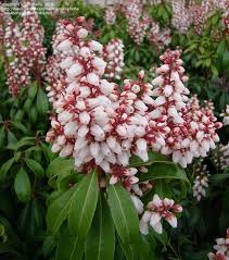 Image result for Pieris japonský bonfire obrázek