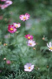 Flowers Pink And Purple Flowers Flower Show Flowers