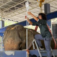 Phuket Elephant Sanctuary | A New Patient in Critical Condition at the Elephant Hospital: Diao Last week, Diao, a 32-year-old male elephant from a logging camp in... | Instagram