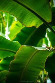 You Know I Had To Do It To Em Background Green Tropical Leaf Background Image Copyright Annie Fairfax Philodendron Palm Leaves Banana Leaf Leaf Photography Green Nature Green Aesthetic