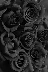 Sɴɪᴇɢᴅᴇᴊᴀ Black Colour Mood Aesthetic Black Roses Wallpaper Black Aesthetic Wallpaper Black Flowers