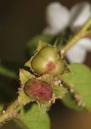 Image result for Evolvulus nummularius