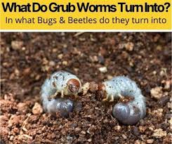 Just knowing they are there in the first place is difficult, as the signs of having grubs can be very similar to other common problems. What Do Grub Worms Turn Into Bugs Beetles Grubs Turn Into