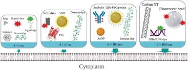 Intracellular Labeling With Extrinsic Probes Delivery Strategies And Applications Liu 2020 Small Wiley Online Library