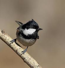 Check spelling or type a new query. Top 25 Wild Bird Photographs Of The Week Black Plumage Wild Bird Revolution