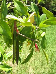 Image result for Bruguiera