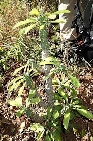 Image result for Monadenium lugardiae