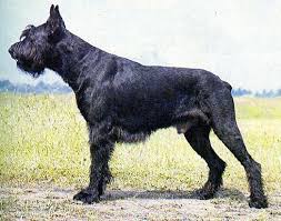 Hallo!ich brauche eure hilfe!ich suche eine hunderasse bzw.ich habe sie schon gefunden nur ich weiß nicht wie sie heißt!deshalb brauche ich eure hilfe.also ich beschreibe euch den hund mal.ich weiß. Hunderasse Riesenschnauzer