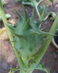 Image result for Datura ferox