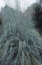 Image result for Andropogon schirensis