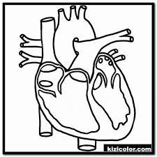 Even with the 3 basic our online color mixer will help you! Anatomia Do Coracao Colorir Paginas 15 Coracao Humano Colorir Fotos Para Criancas Saude Da Anatomia Pagina Par Heart Coloring Pages Heart Diagram Heart Drawing