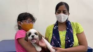 The qualified veterinarians are licensed and experienced in complete services. Garden Grove Ca 92845 Veterinarian Vet Care Pet Clinic Cute766