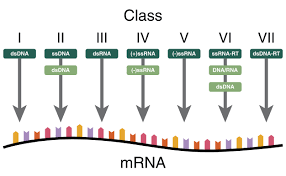 The baltimore orioles farm system consists of eight minor league baseball affiliates in the united states and the dominican republic. Baltimore Classification Wikipedia