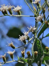 Image result for Vernonanthura polyanthes