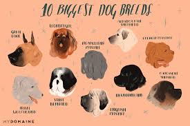 the 10 biggest dog breeds in the world