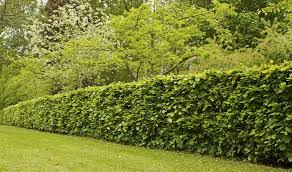 Quels Arbres Planter Pour Avoir Une Belle Cloture Choix Des Arbres D Une Haie 18h39 Fr Arbuste Cour Avant Haie Vegetale