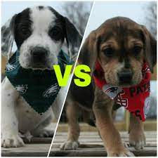 There are so many animals that are looking for a good home. Paws Dog Rescue In Forest Hill To Hold Puppy Bowl Fundraiser On Feb 3rd Harford Happenings