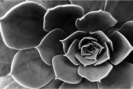 Search 123rf with an image instead of text. Cactus Flower Black And White Free Photo On Pixabay