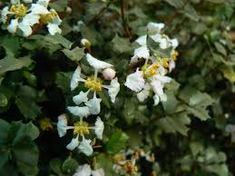 Image result for Malpighia coccigera