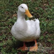 Murray Mcmurray Hatchery White Pekin Ducks