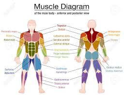 The muscular system can be broken down into three types of muscles: All Muscles In The Body Labelled Human Body Diagram Front Back Clipart Free Download There Are Approximately 640 Skeletal Muscles Within The Typical Human And Almost Every Muscle Constitutes One