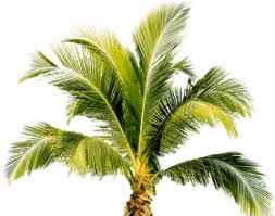 Palm Tree Png Palm Tree Png Flower Art Drawing Small Palms