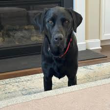 Image result for invalid dog wheelset