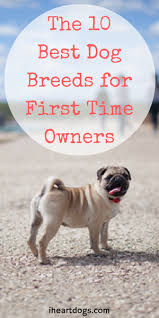 The 10 Best Dog Breeds For First Time Owners Friendly Dog Breeds Family Friendly Dogs Best Dog Breeds