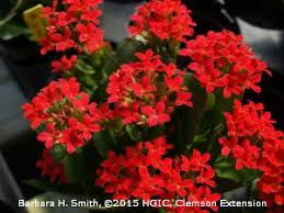 Hgic 1563 Kalanchoe Extension Clemson University South Carolina Kalanchoe Flowers Kalanchoe Blossfeldiana Plants