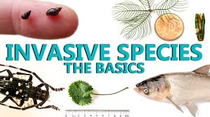 Invasive snails in the genus pomacea have spread across southeast asia including peninsular malaysia. Invasive Species The Basics Youtube