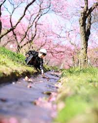 rionmama on instagram どんぶらこ どんぶらこ 桃の花が流れてくるよ 花びらすくいにどっぷりハマっていました ibaraki prefecture japan of insta bestphoto japan wu j 桃の花 花 花びら