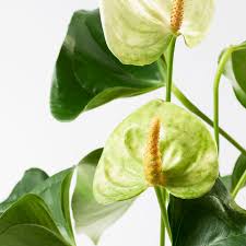 How Do I Cure Anthurium 'Queen Of Hearts' Root Rot?