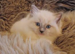 Kittens for sale guaranteed healthy. Blue Eyed Babies Available Ragdoll Kitten Ragdoll Kittens For Sale Kitten Pictures