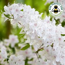 We will also give you the information you need to ensure that your. Azalea Geisha White Japanese Shrub 9cm Plants From Gardeners Dream Uk