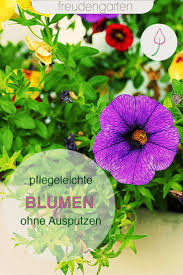 6 Pflegeleichte Balkonpflanzen Pflanzen Balkon Pflanzen Balkon Pflanzen Pflegeleicht