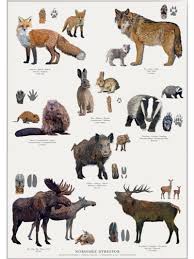 Plakat Med Dyrespor Animal Tracks Poster Animals Animal Tracks Animal Illustration