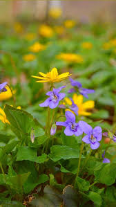 We did not find results for: Spring Yellow Purple Flowers 750x1334 Iphone 8 7 6 6s Wallpaper Background Picture Image