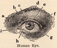 5 Public Domain Eye Images Clip Art Vintage Medical Drawings Eye Illustration