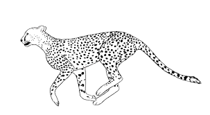 Free cheetah drawings images download free clip art free clip. Cute Baby Cheetah Drawing Easy How To Draw A Cheetah Draw This Cute Cheetah By Following This Drawing Lesson Subscribe