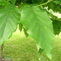 A tree or shrub is a plant that contains woody materials in its stems. Tree Atlas Ontario Ca