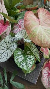 Image result for Aframomum polyanthum