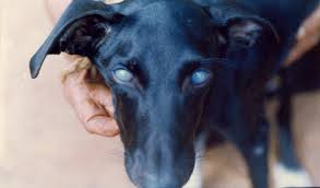 Blue Eye In Dogs Petcoach