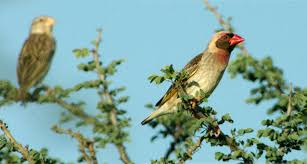 Image result for Eriochloa macclounii