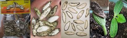 Image result for Cucumis kalahariensis
