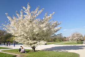 Does the weeping cherry tree produce fruit? Cherry Blossom Wikipedia
