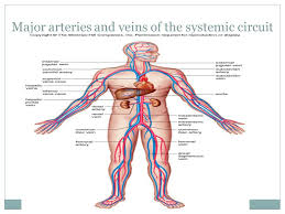 Electrical properties of the heart. Cardiovascular System Ppt Video Online Download