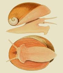 Image result for Premna velutina