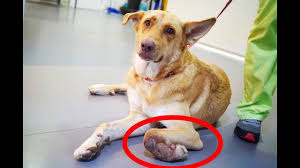 If your doggie is small, put him in a cardboard box or a transport crate adapted to his size. Look At Her Leg Beautiful Old Dog Abandoned With A Broken Leg Youtube