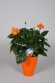 Crossandra Fortuna In Oranje Overpot Garten Eden Garten
